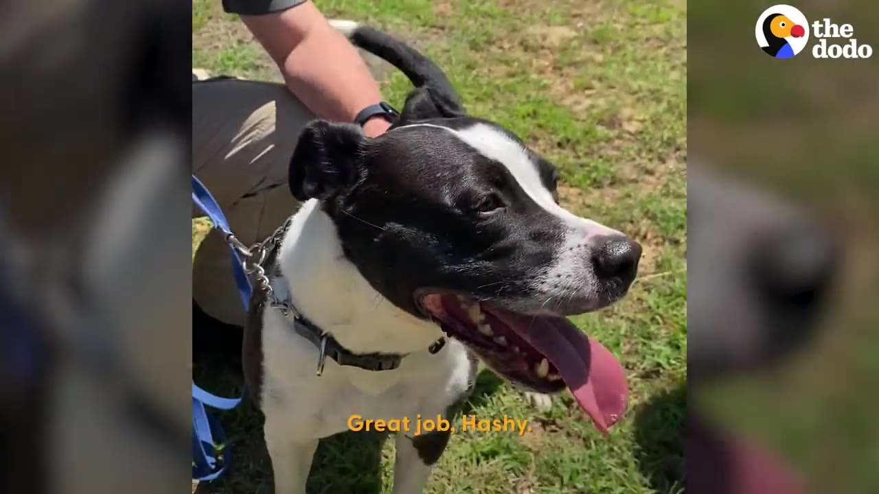 A black-and-white dog named Hashbrown outdoors on a leash, smiling with his tongue out while receiving a pet from a person.