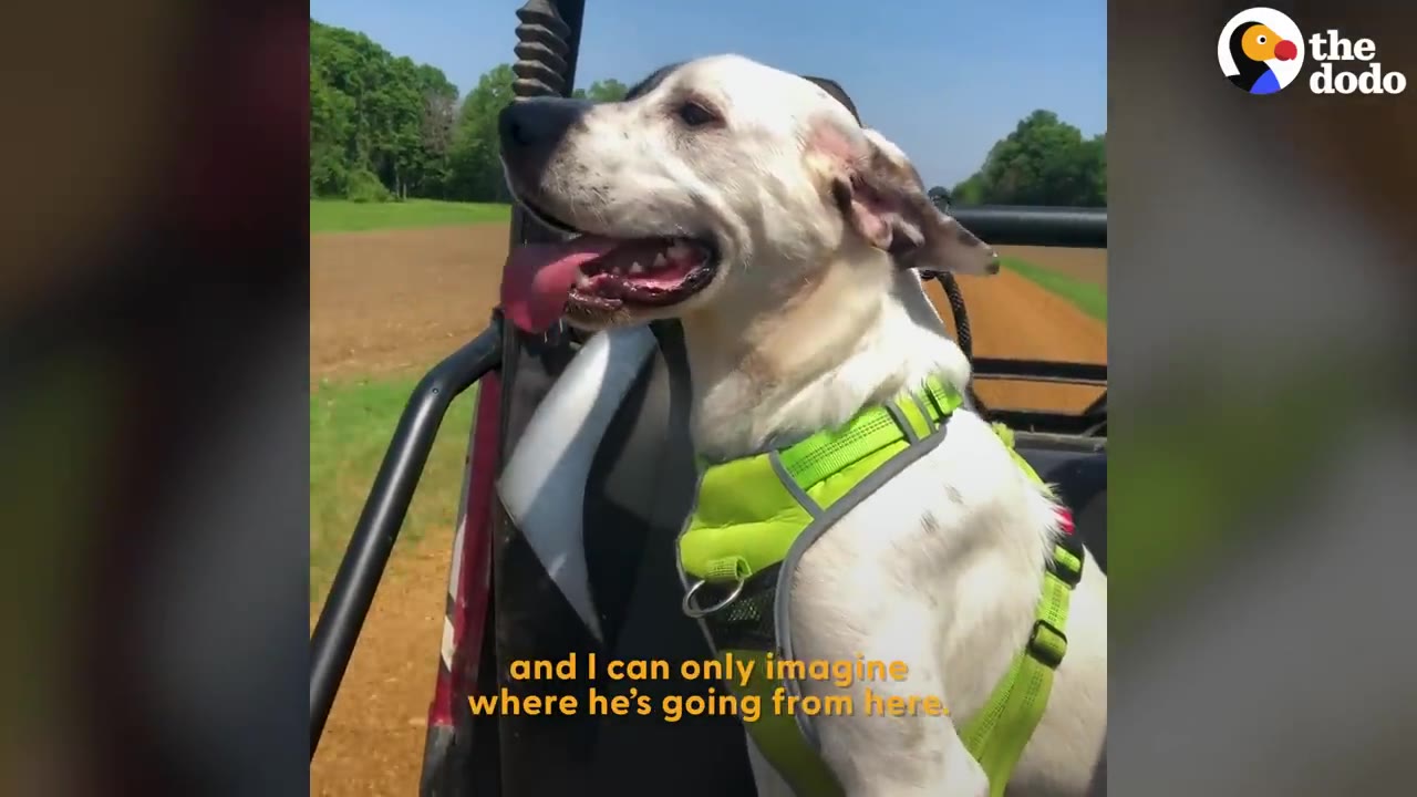 A white dog with black patches wearing a bright green harness rides in an open-air vehicle, looking forward with his tongue out and ears blowing in the wind.