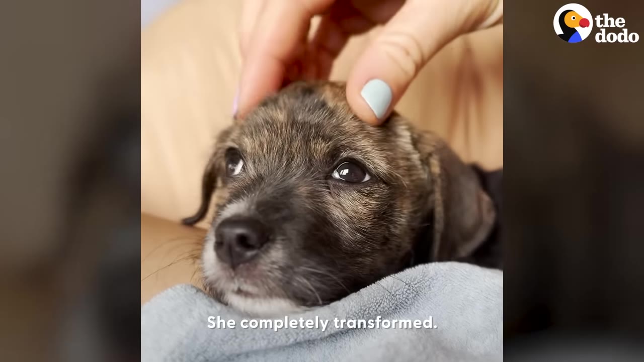 A close-up shot of a small brindle puppy being gently petted on the head by a person with light blue nail polish.