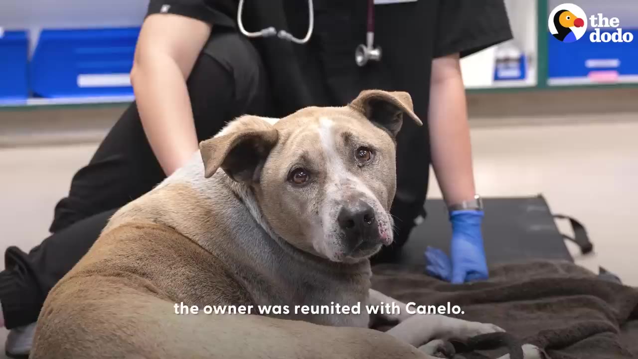 A tan dog named Canelo sits on a dark blanket looking up toward the camera while a person in dark scrubs kneels behind him.