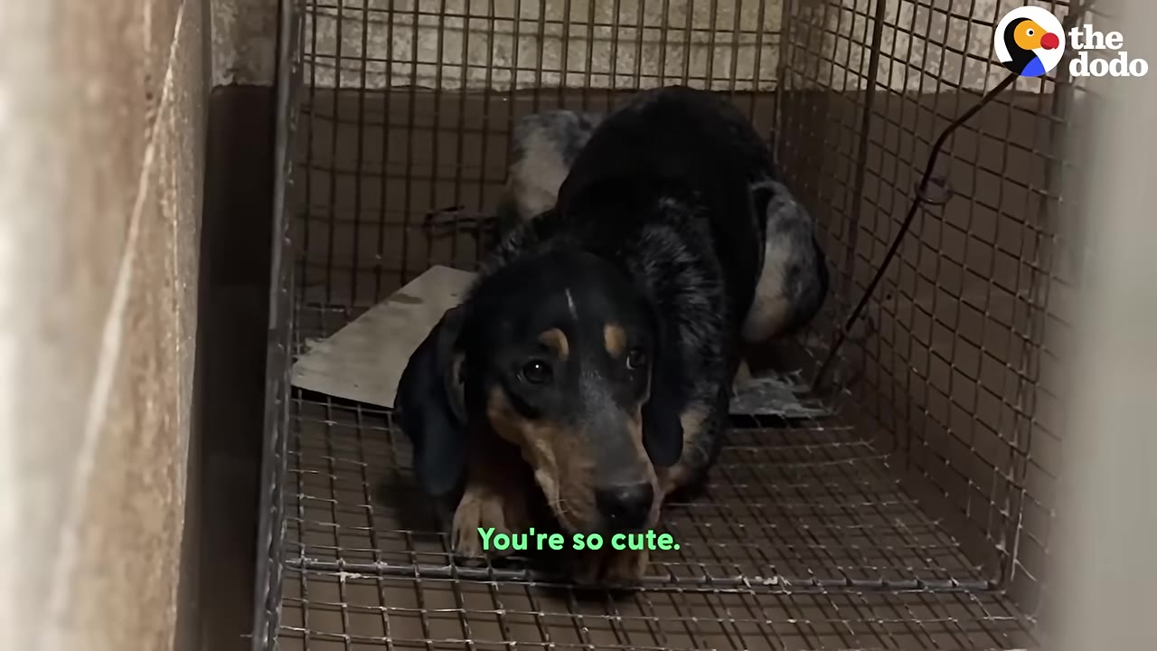 A black and tan hound dog lies curled up and frightened inside a wire cage trap.