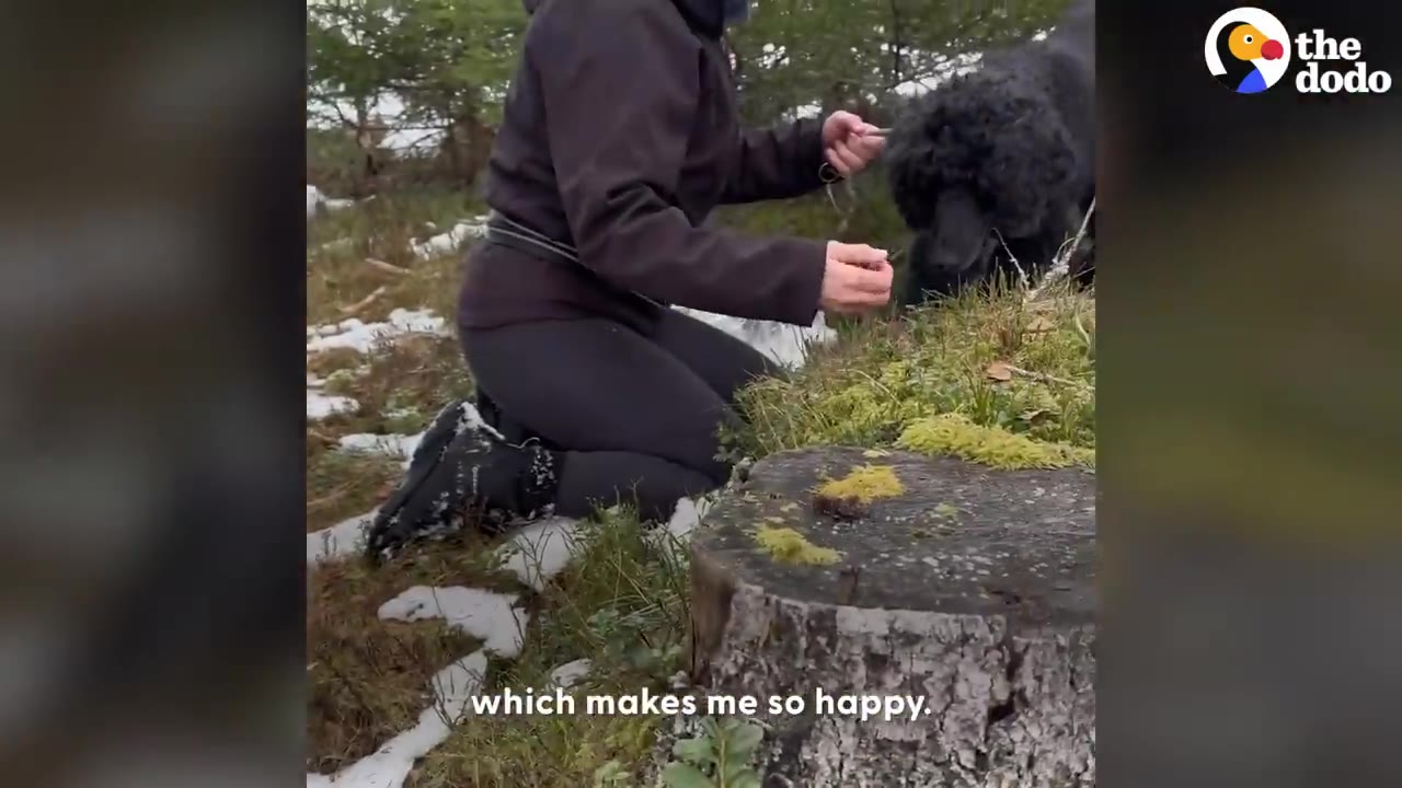A person kneeling in a snowy forest offering food to a black dog next to a tree stump.
