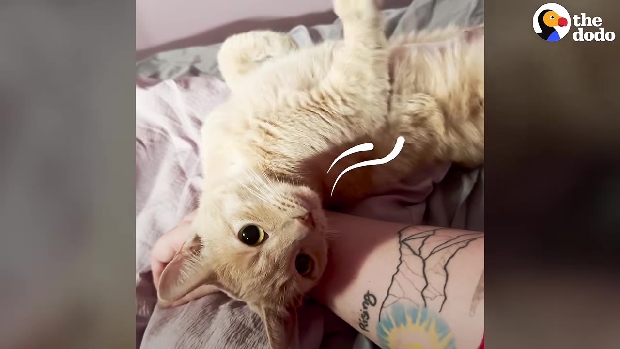 An orange cat lying on its back on a bed, looking up with wide eyes while resting next to a person's tattooed arm.