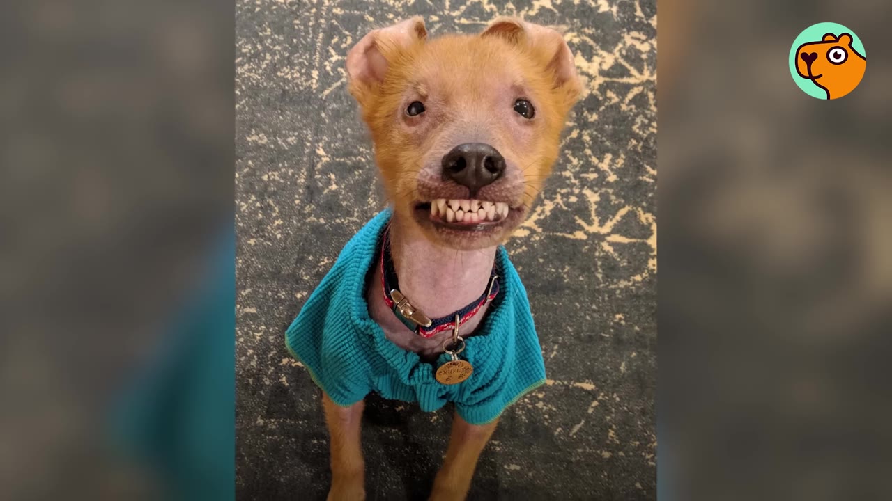 A hairless dog wearing a teal sweater sitting on a patterned rug and looking up into the camera while showing its front teeth.