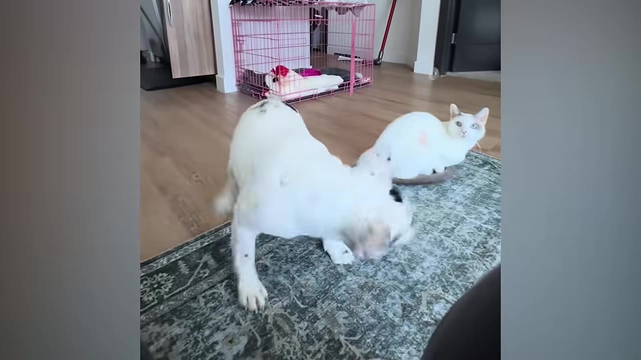 A white French bulldog with black spots stands on a patterned rug in a living room next to a white cat.