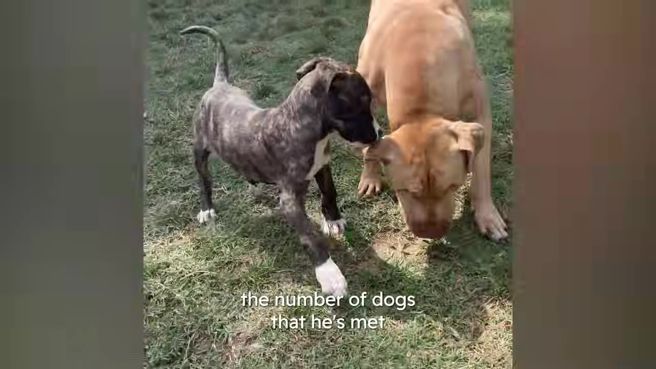 A brindle puppy playfully sniffs the ear of a larger tan dog on a grassy lawn.
