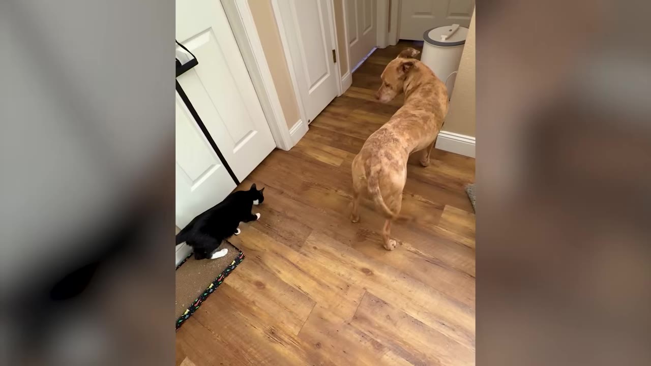 A tan dog looking back at a black and white cat walking on a wooden floor in a hallway.