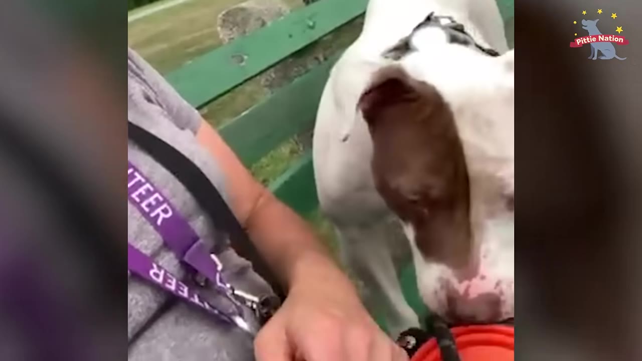 A close-up shot of a white dog with a brown patch on its head interacting with a volunteer wearing a purple lanyard that says 'VOLUNTEER'.