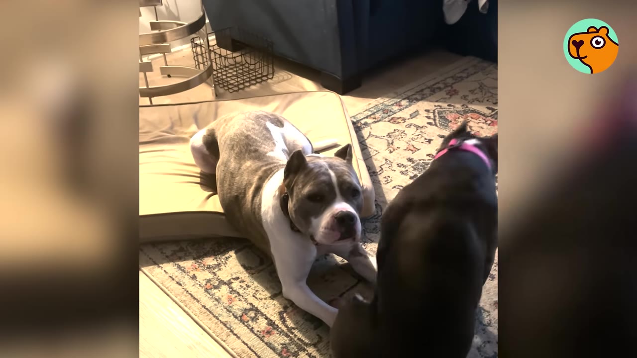 A brindle and white dog stretches on a dog bed on a patterned rug while facing another small dark dog wearing a pink collar.
