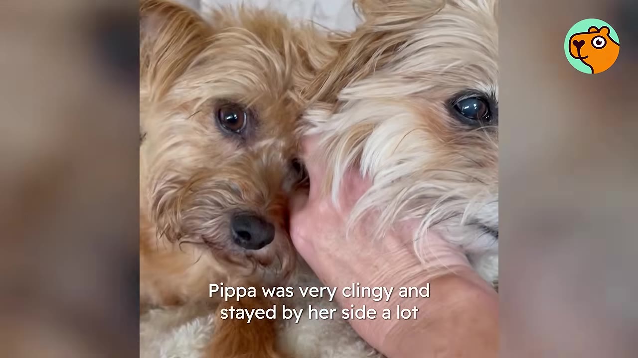 Two small tan dogs snoodled close together resting while a human hand gently strokes them.