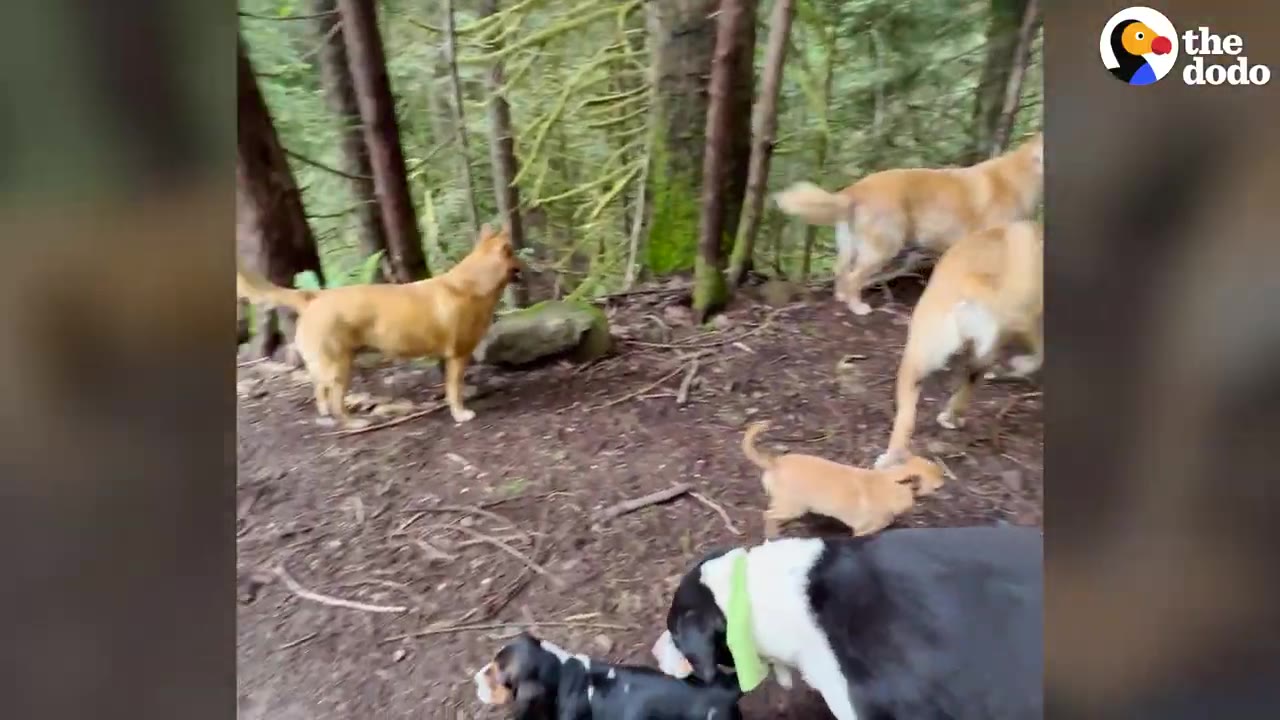 A small black-and-white puppy walks along a dirt path in a forest surrounded by larger dogs.