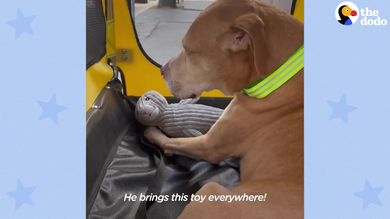 A tan dog sitting inside a yellow stroller with a bright green collar, resting its paw on a plush gray sea lion toy.
