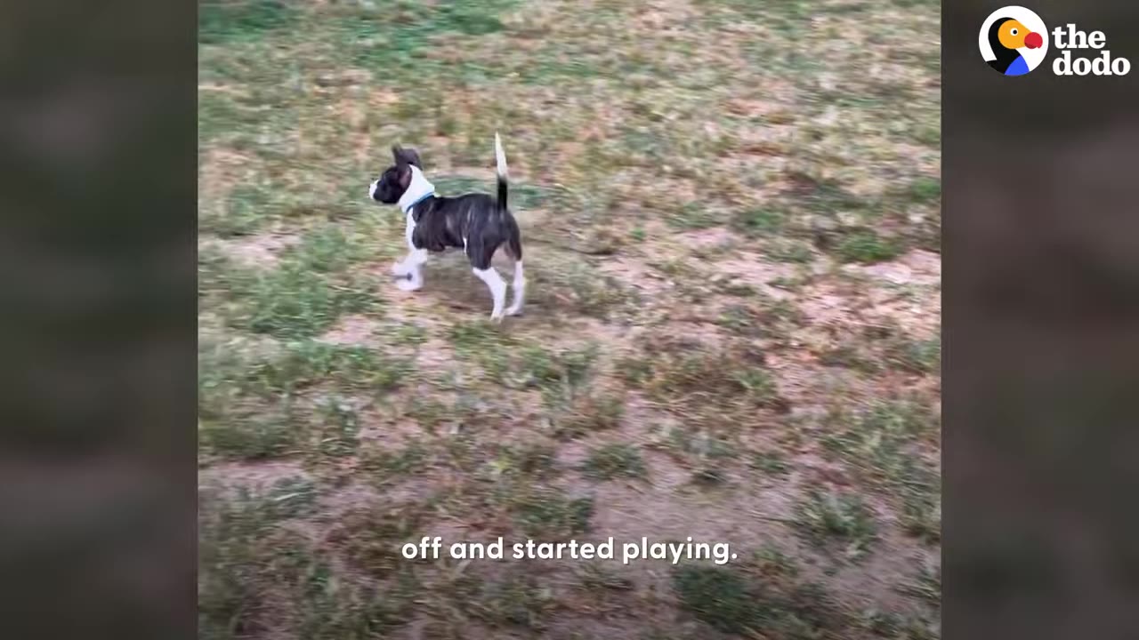 A small brindle and white puppy running across a grassy lawn outdoors.