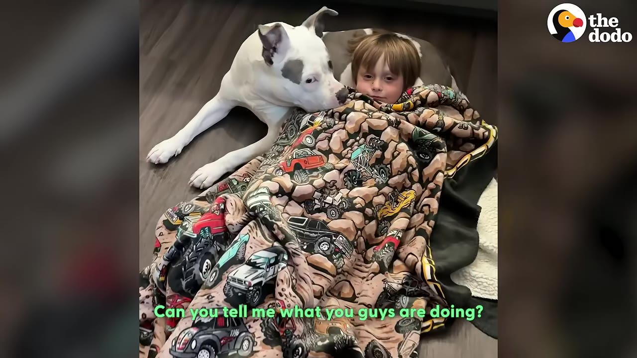 A white dog with grey patches lies on the floor next to a young boy who is tucked under a blanket patterned with monster trucks.
