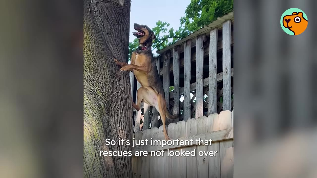 A brown and black dog standing on its hind legs against a tree trunk next to a wooden fence.