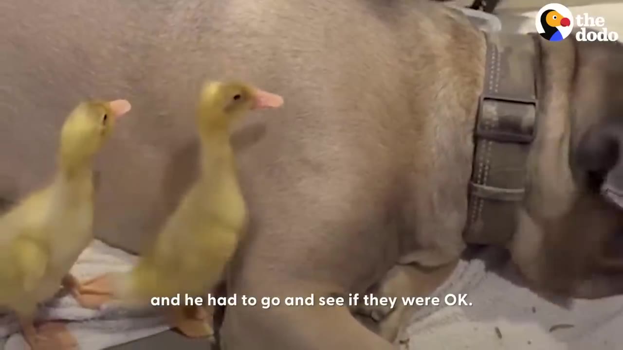 Two small yellow ducklings stand next to a large dog lying on the floor.