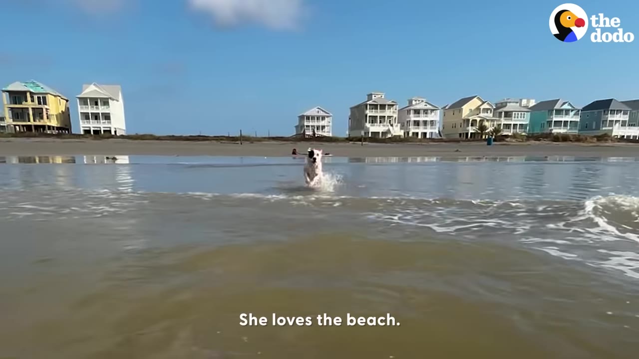 A white dog with a black patch over its eye runs through shallow ocean water on a beach with houses in the background.