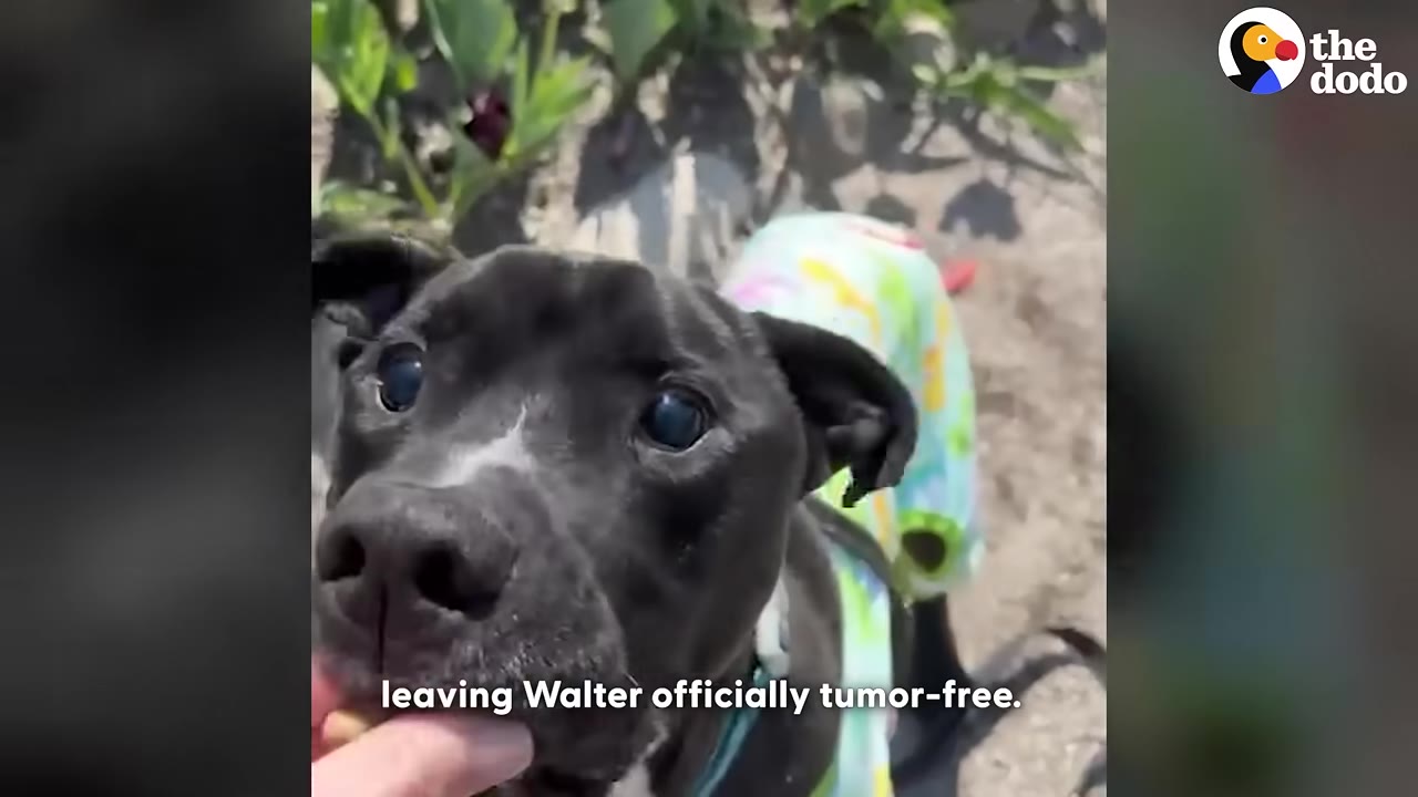 A close-up of a black dog named Walter looking up with wide, dark eyes as a hand gently touches his chin.