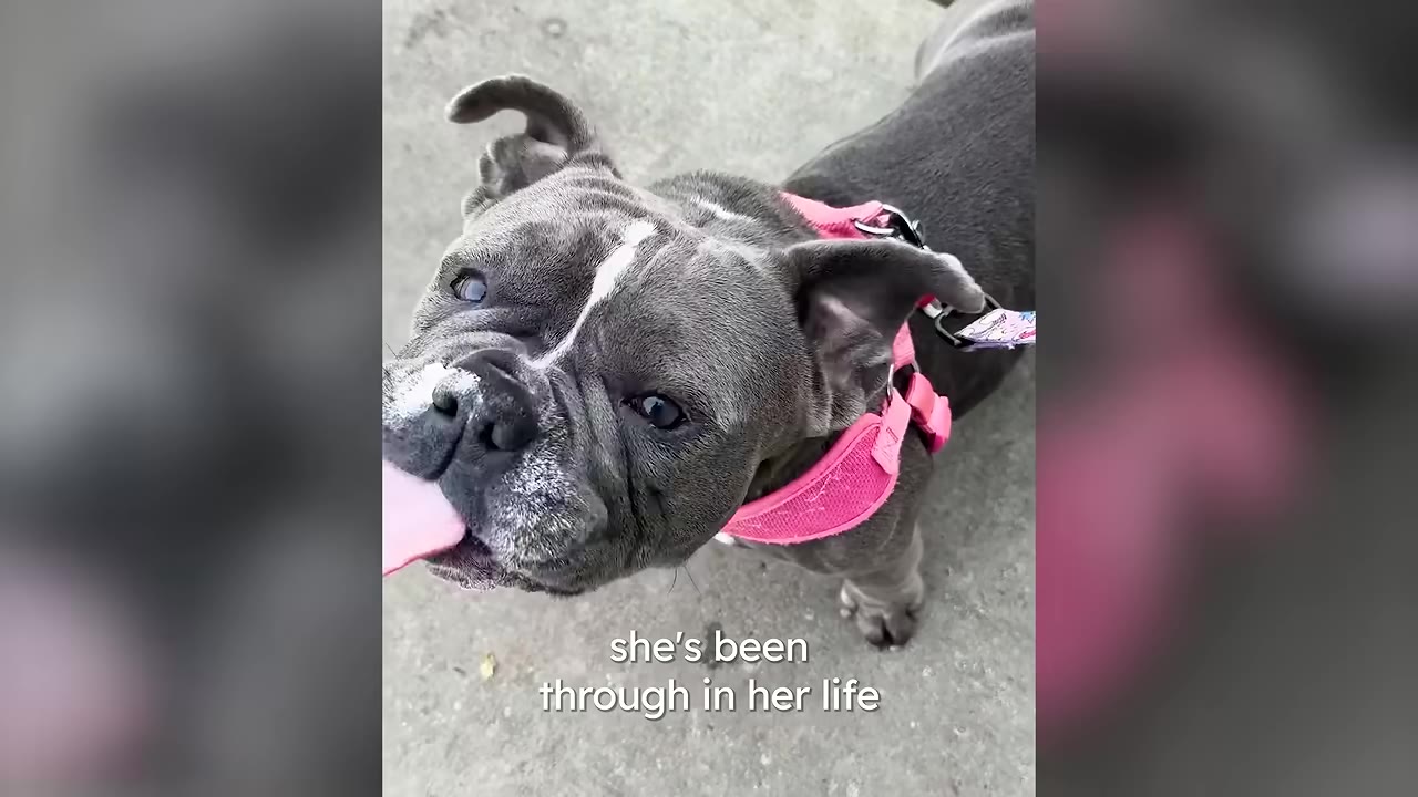 A close-up view of a small grey dog wearing a pink harness looking up with her tongue sticking out slightly.