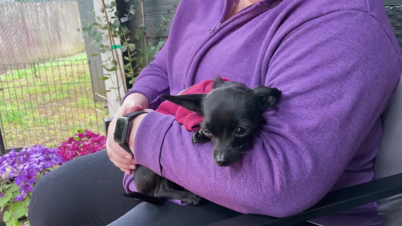 A tiny black Chihuahua puppy wearing a red sweater resting snugly in a person's arms while sitting outdoors.