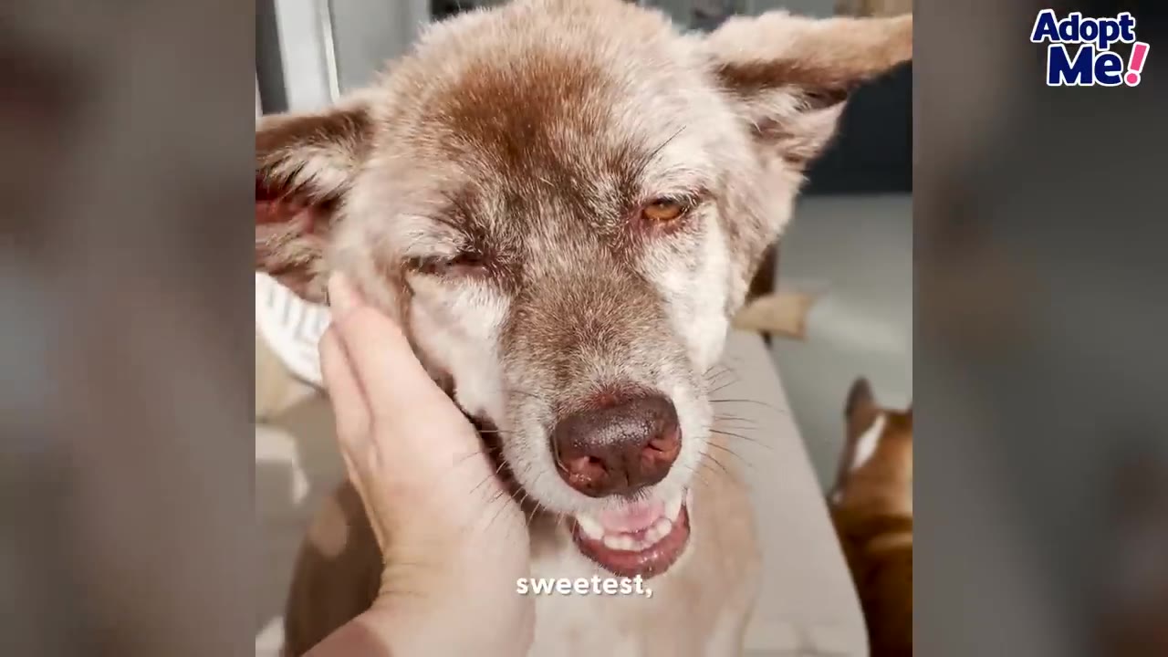 A close-up of a brown and white dog with a happy expression being gently petted on the cheek by a human hand.