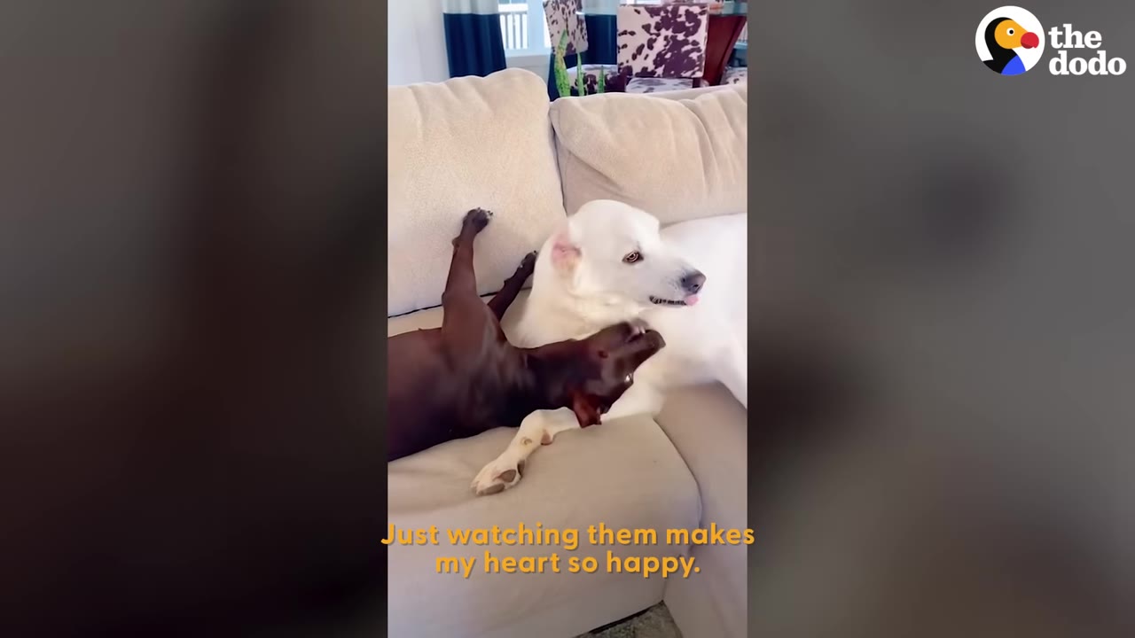 A white dog and a dark brown dog playing together on a beige couch.