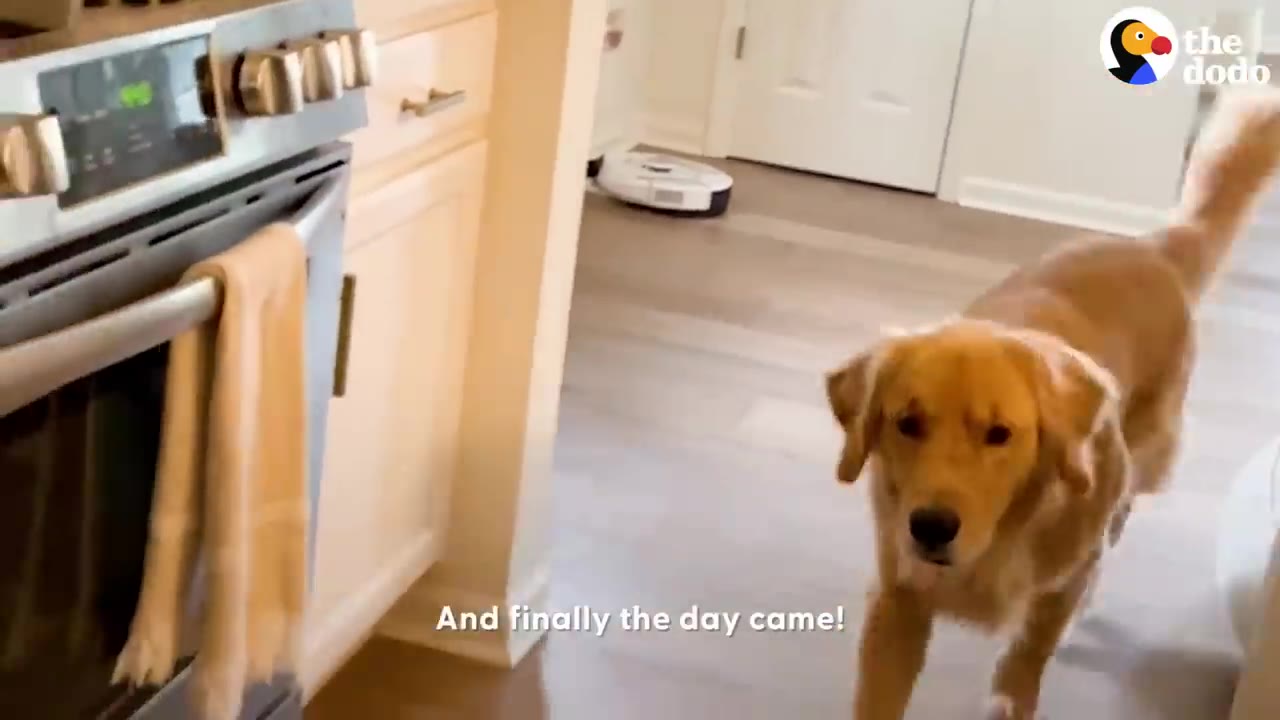 A golden retriever walking across a light wood floor in a kitchen next to an oven.