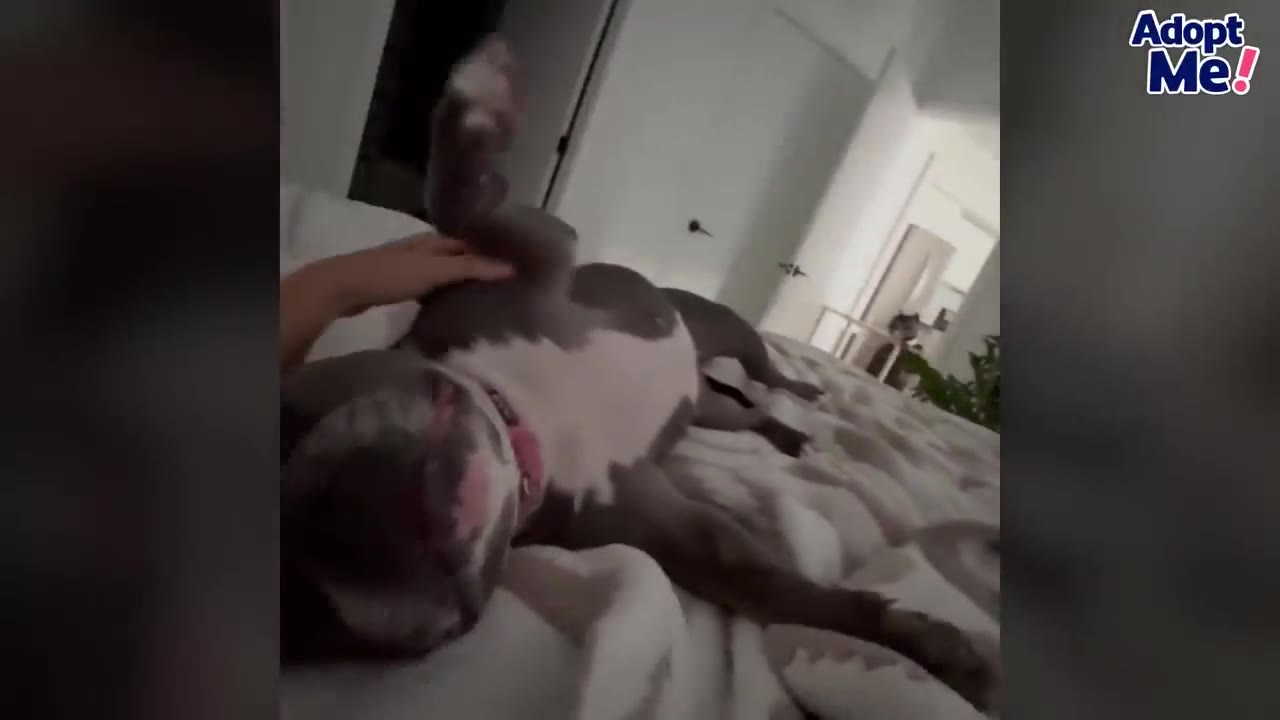 A gray and white dog lies on her back on a bed, receiving gentle pets from a person's hand.
