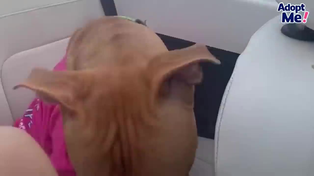 A close-up view from behind a brown dog wearing a pink shirt inside a car with its ears out.