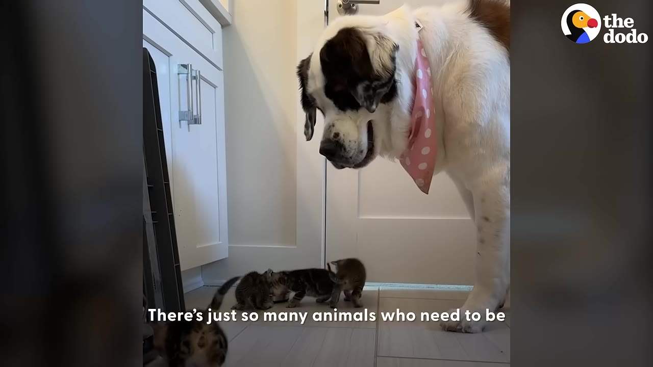 A large Saint Bernard dog wearing a pink polka-dot bandana stands on a tiled floor, looking down gently at three tiny tabby kittens.