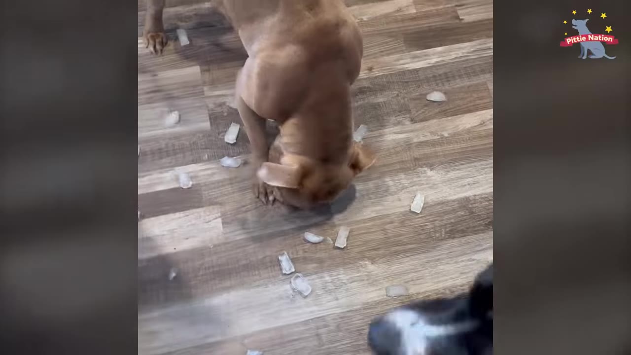 A tan dog eating ice cubes off a wooden floor.