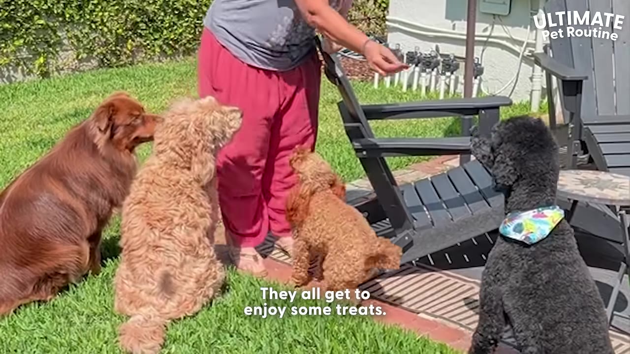 Four dogs of different breeds sit on a grassy lawn looking up at a person in pink pants who is handing out treats.