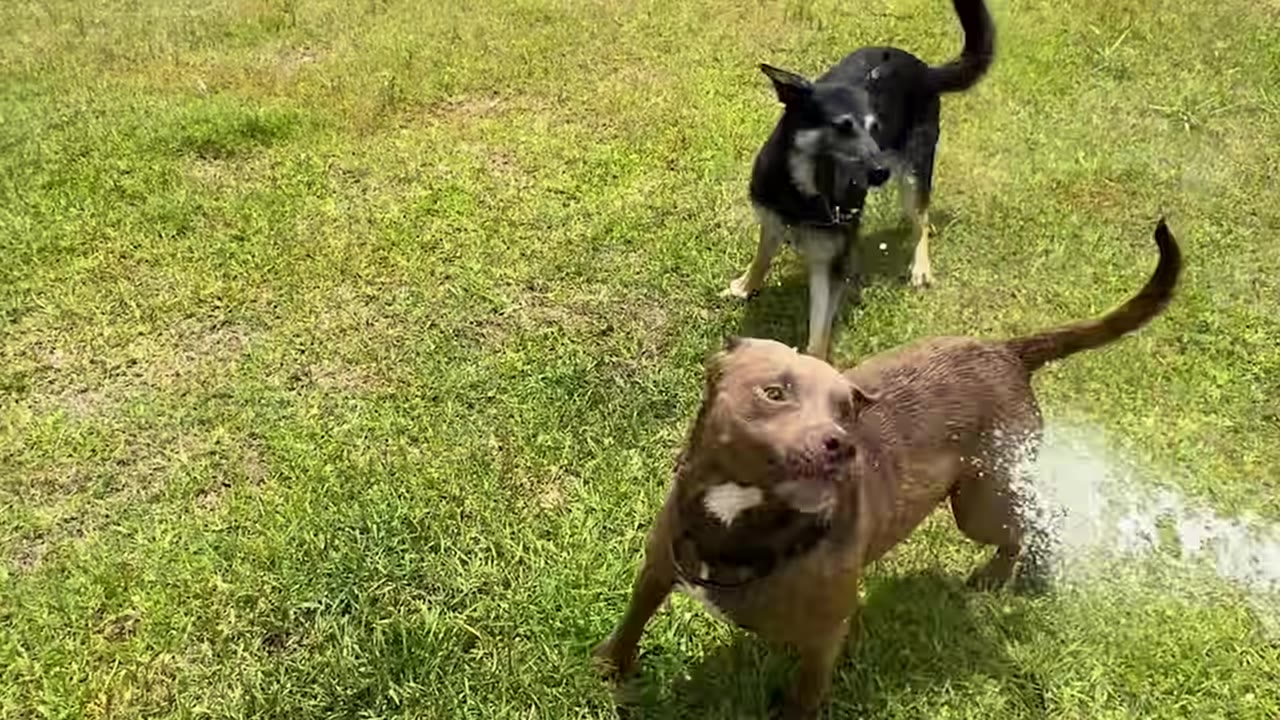 A brown dog being sprayed with water on a grassy lawn while a German Shepherd mix stands in the background.