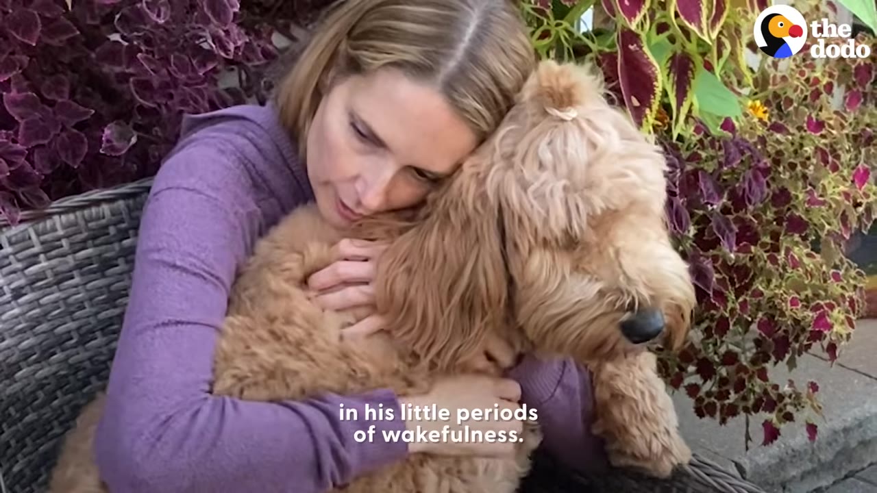 A woman wearing a purple sweater hugging a fluffy golden-colored dog outdoors near potted plants.