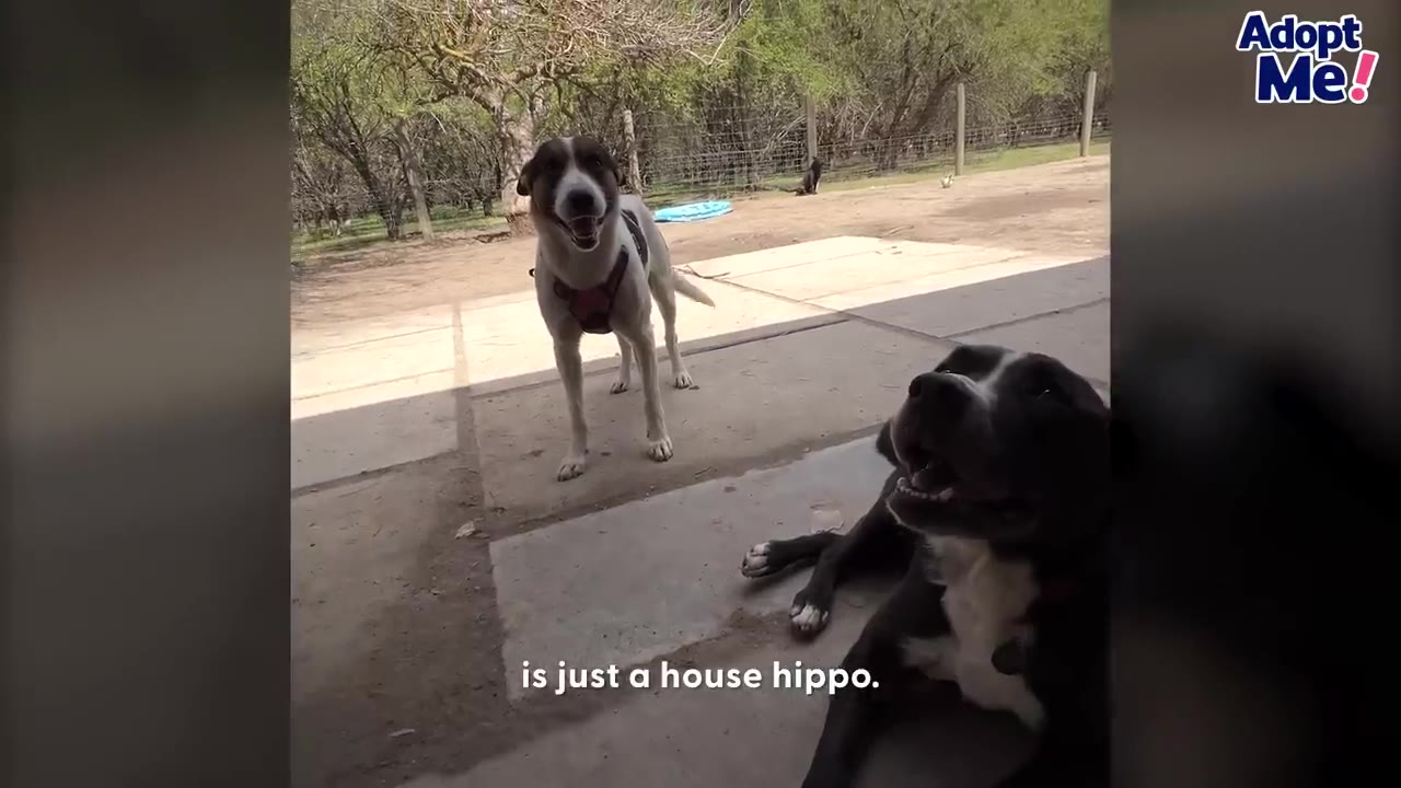 A white and brown dog stands outside on a patio while a black dog lies down in the foreground, looking up happily.