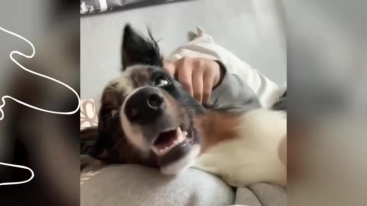A happy Australian Shepherd lying down on a bed while being petted on the head.