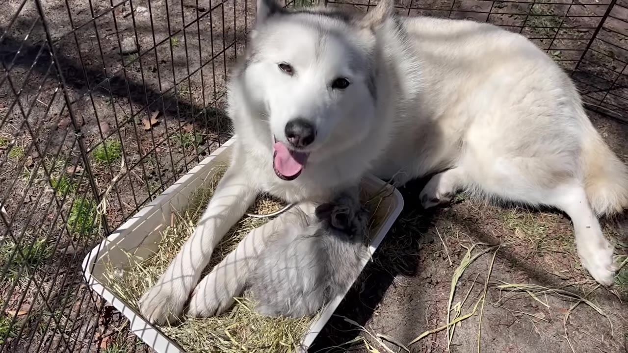 A fluffy husky lies inside an outdoor pen next to a tray containing hay and a small gray rabbit.