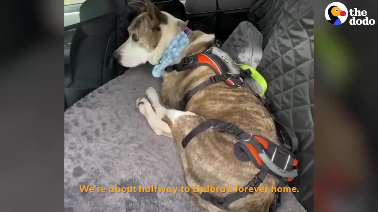 A brindle and white dog wearing a harness and blue bandana lies comfortably on a plush blanket in the back seat of a car.