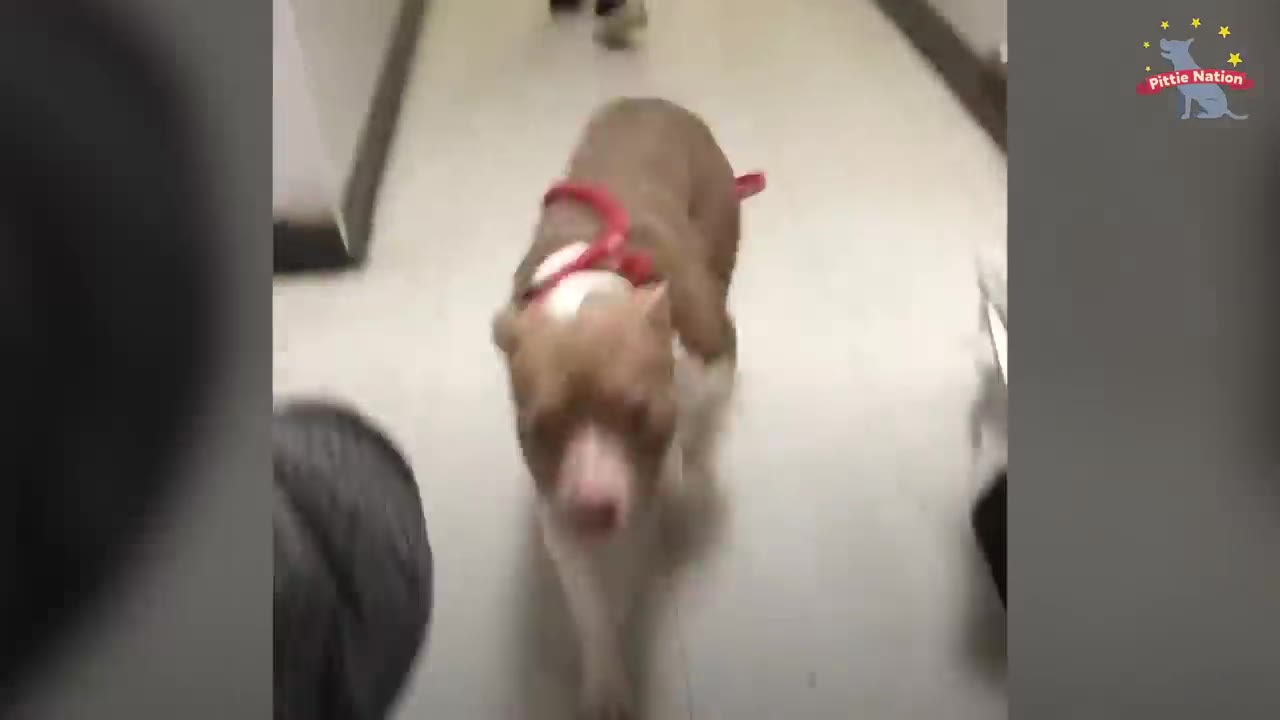 A brown dog wearing a red harness walks down a hallway towards the camera.