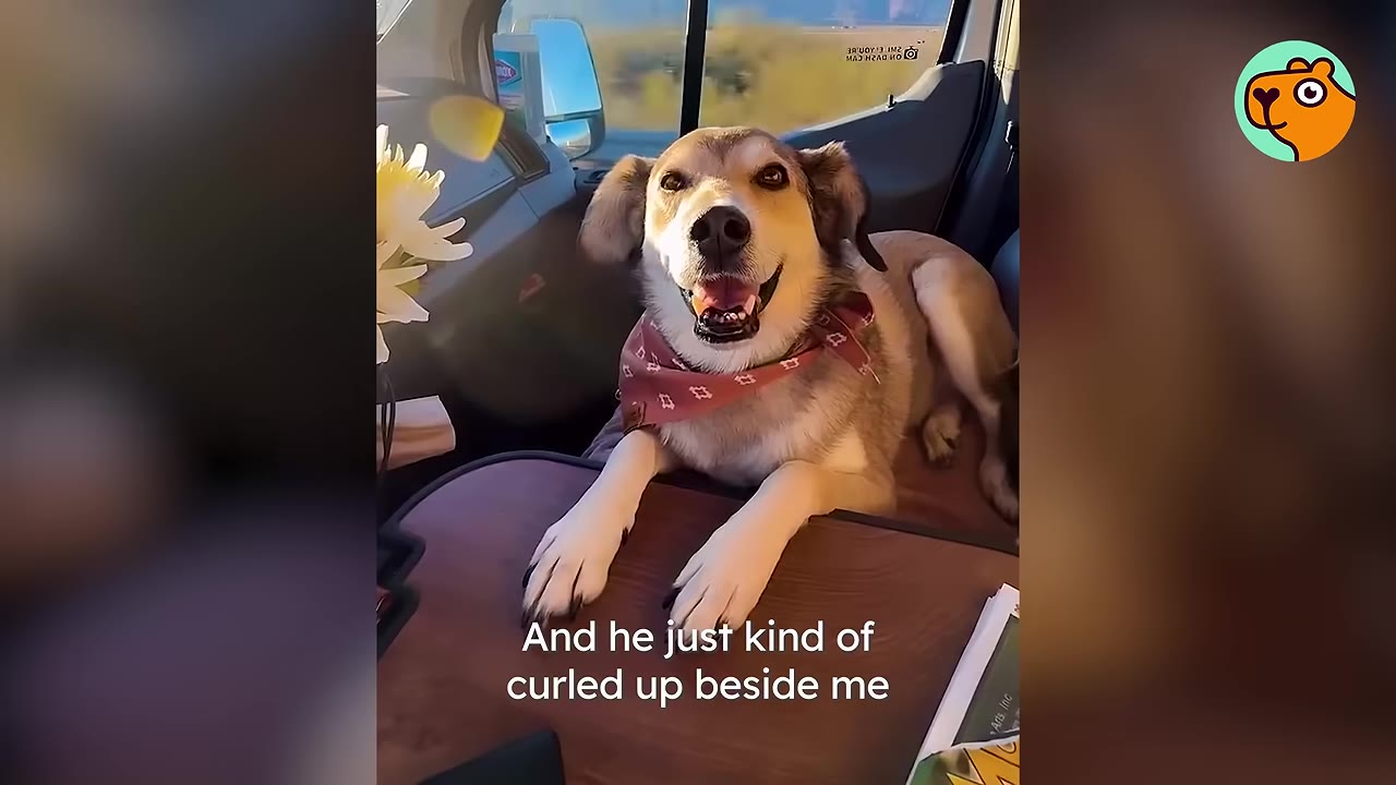 A happy dog wearing a patterned pink bandana lying on a car seat looking into the camera.