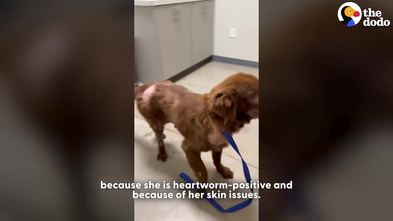 A brown dog with visible bald patches on her back and neck stands on a leash inside a clinic.