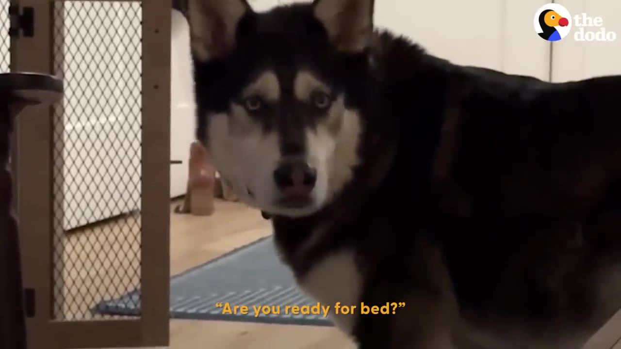 A husky dog looking directly at the camera indoors near a pet gate.
