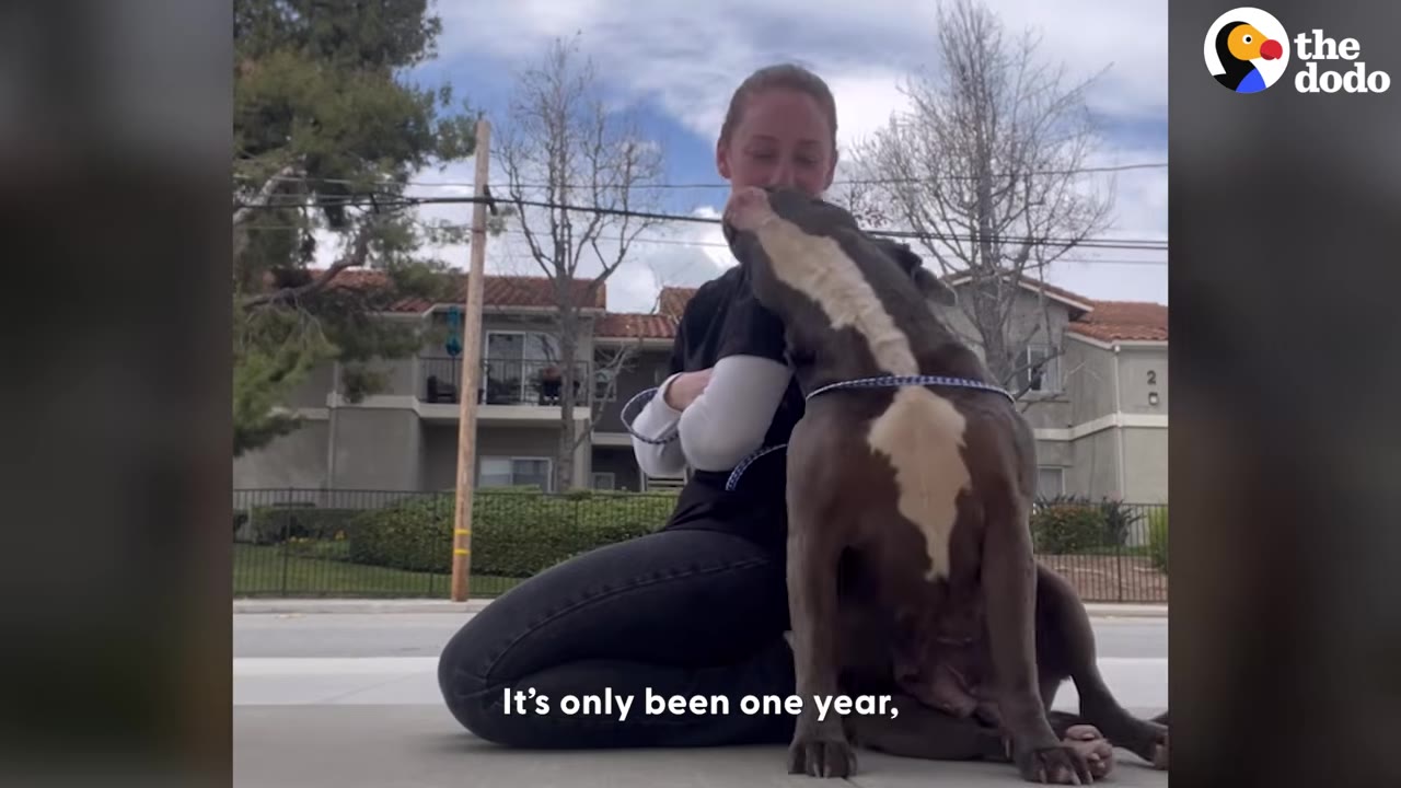A woman kneeling on a sidewalk outdoors while a grey and white dog leans up to kiss her face.