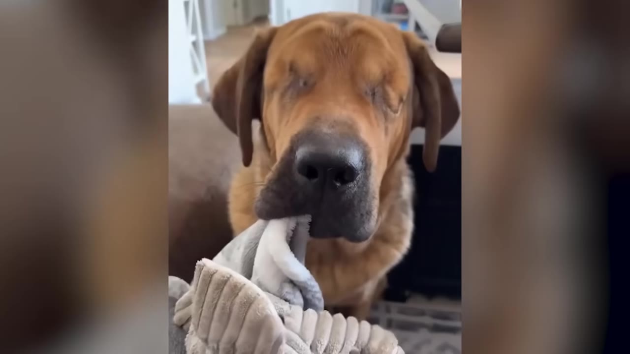 A close-up shot of a large brown dog holding a plush toy blanket in its mouth indoors.