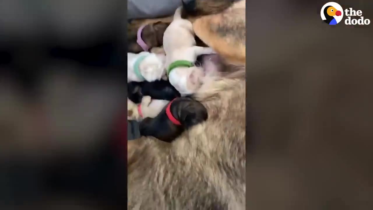 A group of newborn puppies wearing colorful collars rest against their mother's fur.