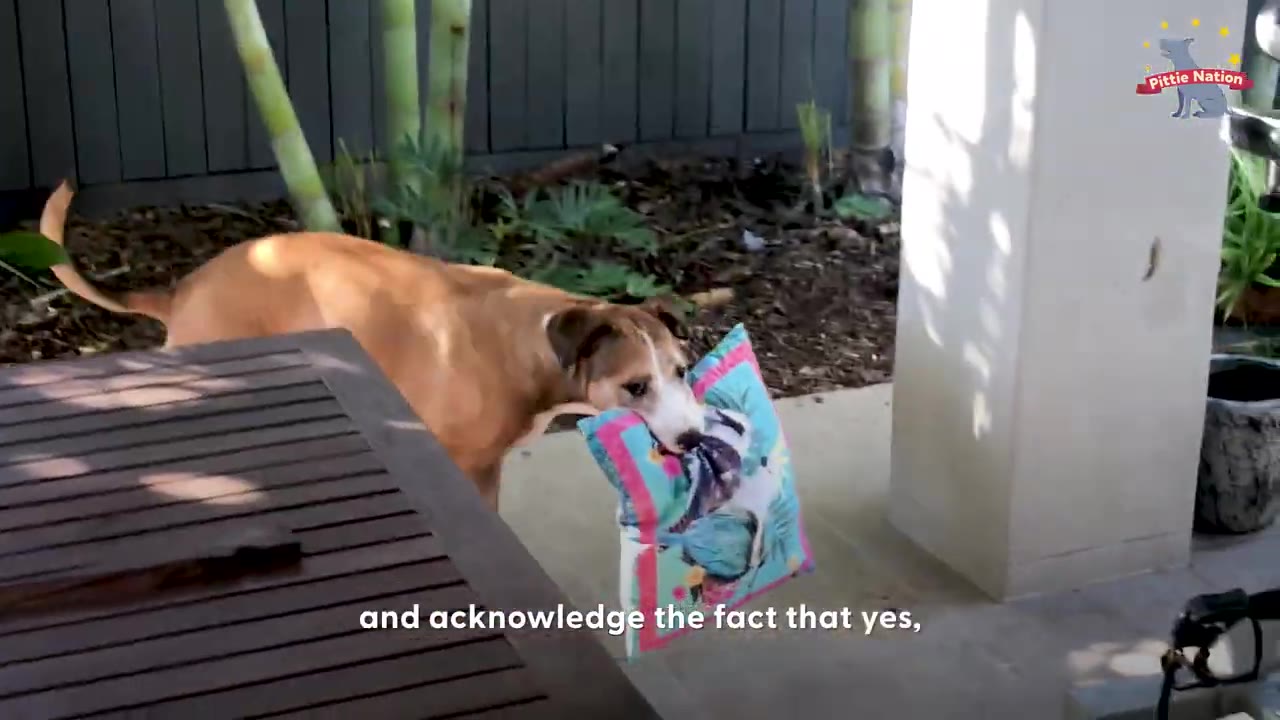 A tan dog walking across an outdoor patio area carrying a colorful throw pillow in its mouth.