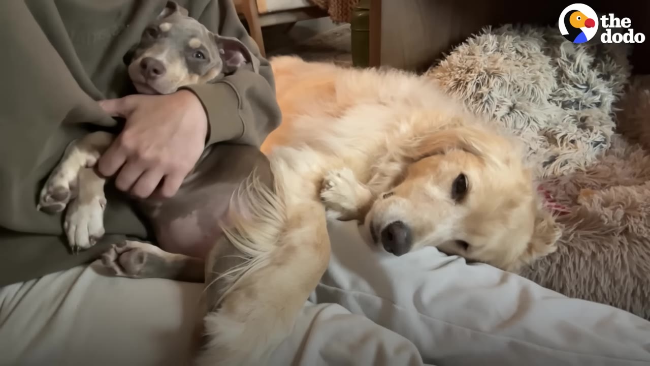 A person holding a small grey and tan puppy in their lap while a golden retriever lies beside them.