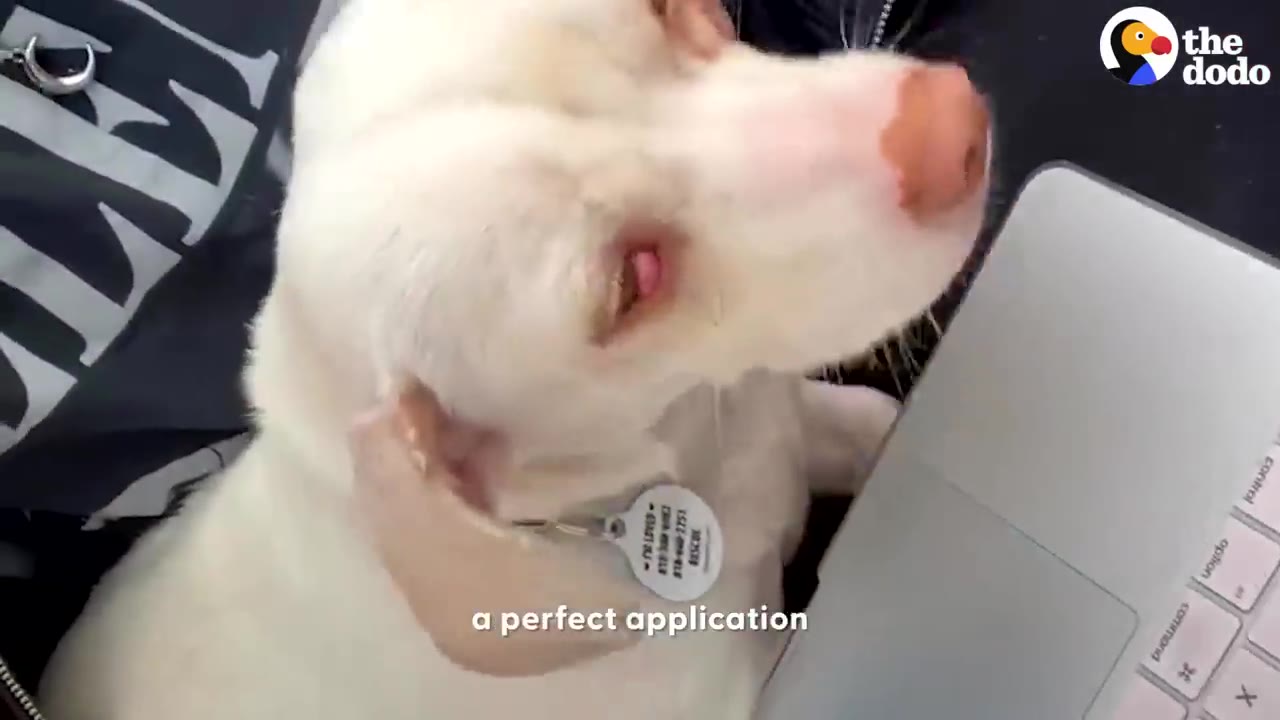 A close-up of a white dog looking towards a laptop screen, with the text 'a perfect application' displayed on the screen.