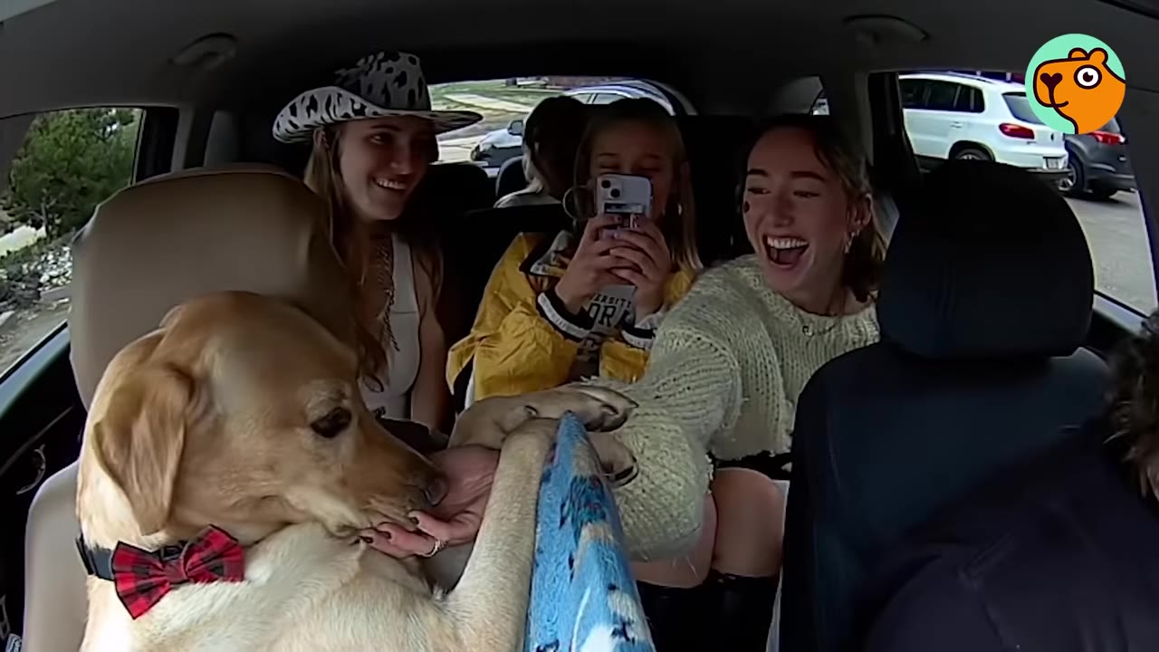 A yellow Labrador wearing a red plaid bowtie sitting in the front passenger area of a car while passengers in the back seat smile and pet him.