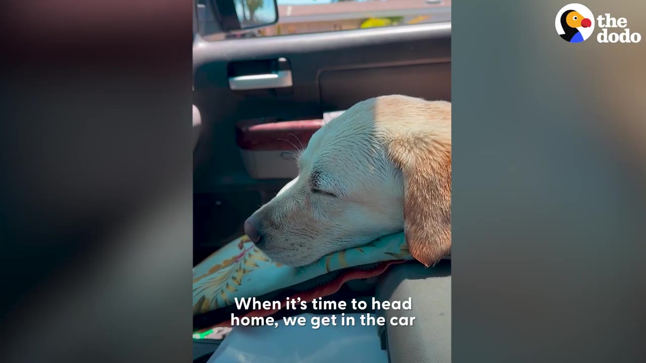 A close-up of a light-colored dog resting its head with eyes closed inside a car.